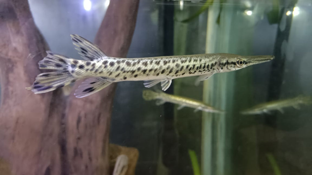 Alligator Gar