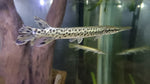 Alligator Gar
