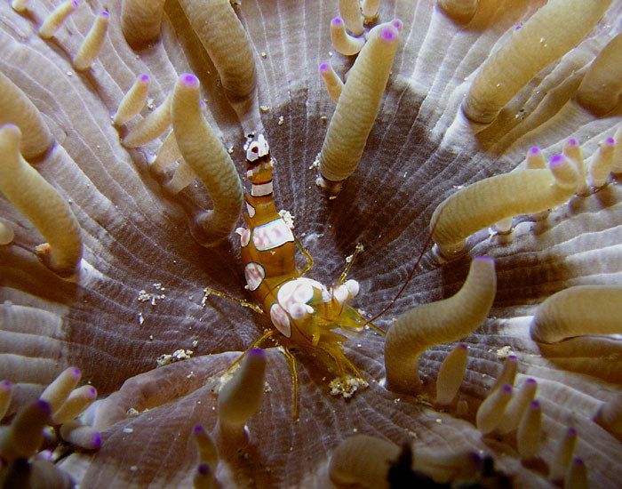 Sexy Shrimp - Small