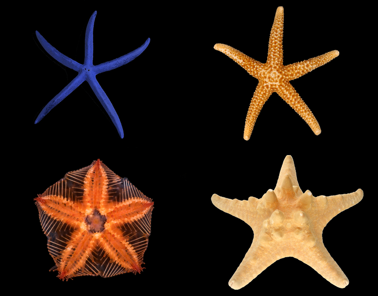 Green Brittle Starfish - Medium product photo 3