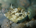 Aiptasia Eating Filefish - Medium product photo 1