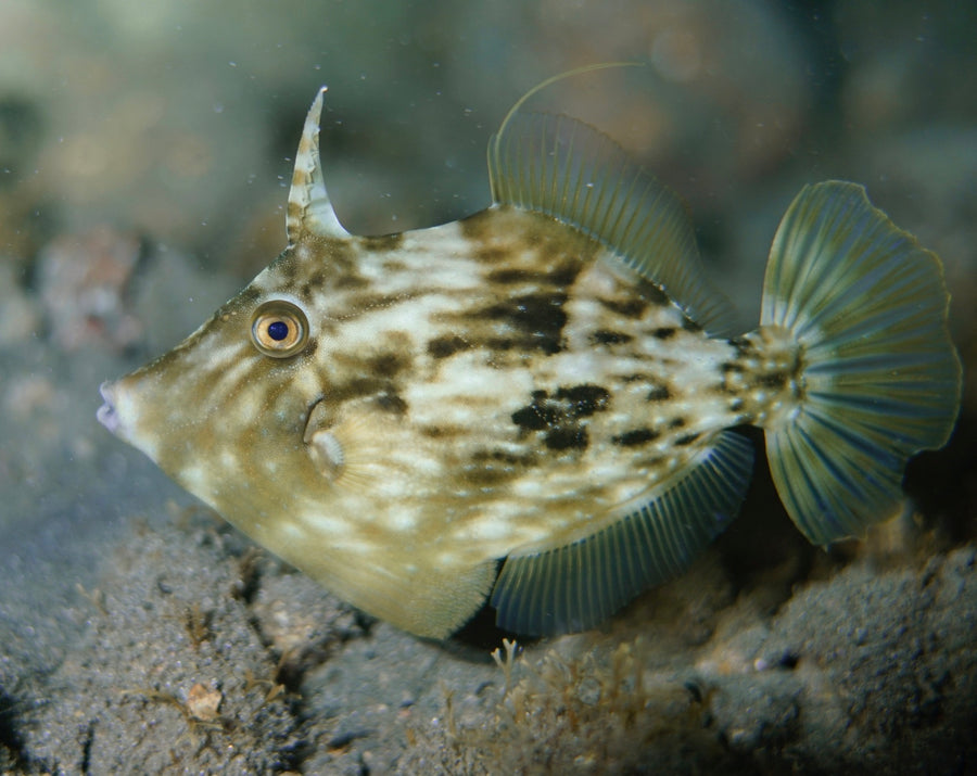 Aiptasia Eating Filefish Tank Raised - Small