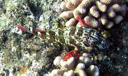Spotted Hawkfish Atlantic - Medium product photo 1