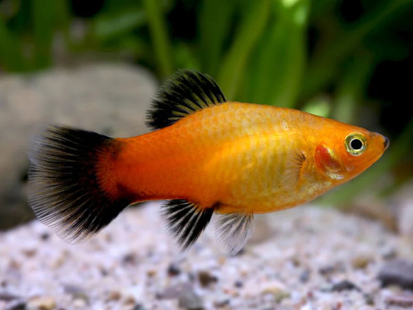 Sunburst Wag Platy