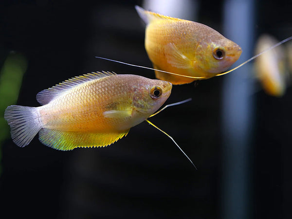 Sunset Thicklip Gourami