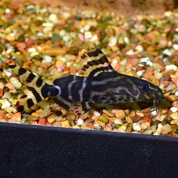 Syno. Angelicus X Eupterus Catfish Hybrid