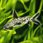 Synodontis Eupterus Catfish Florida
