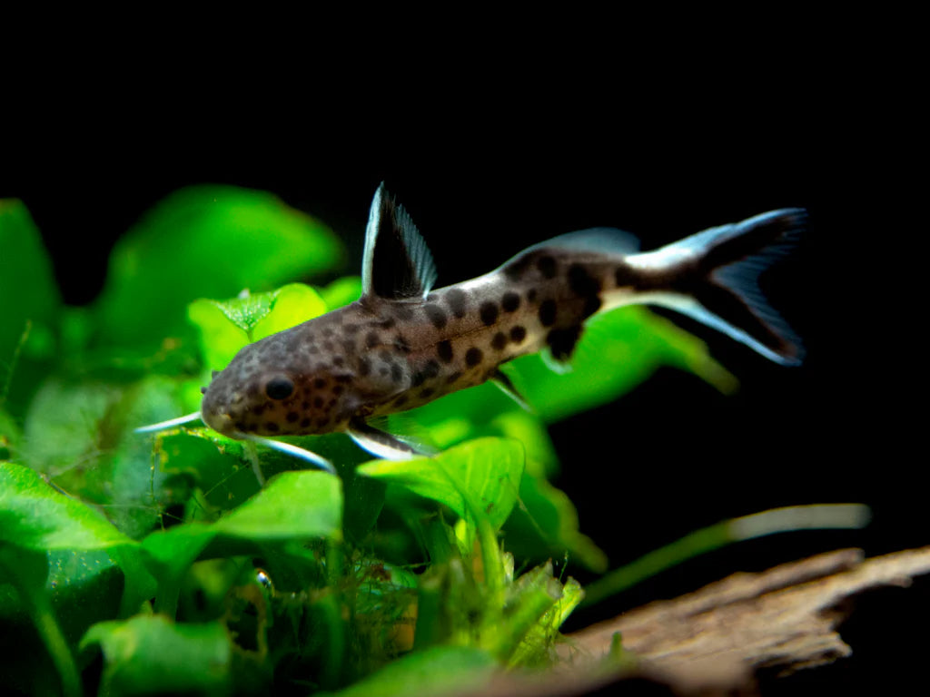 Synodontis Petricola Catfish Florida
