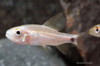 Sailfin Tetra