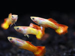 Tequila Sunrise Tuxedo Guppy Male