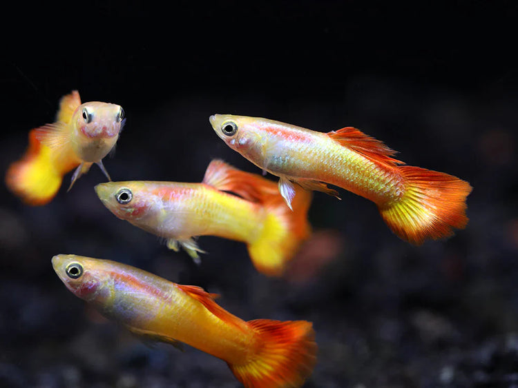 Tequila Sunrise Tuxedo Guppy Male
