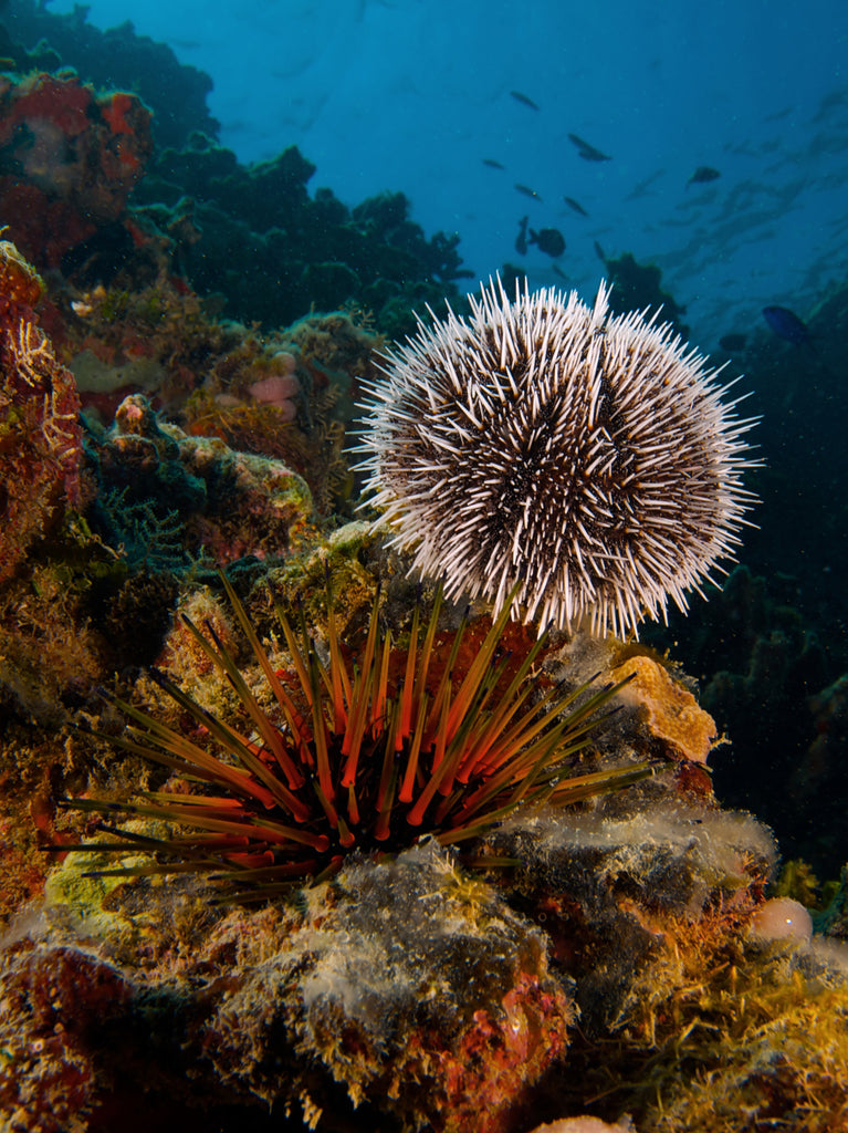 Short Spine Sea Urchin - Medium product photo 3