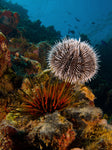 Short Spine Sea Urchin - Medium product photo 3