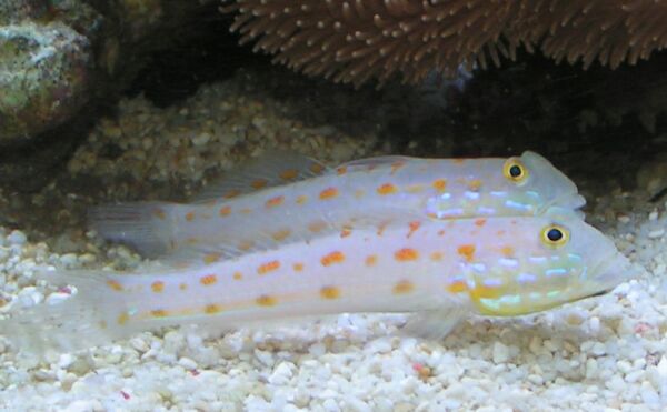 Diamond Sleeper Goby - Medium
