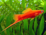 Velvet Swordtail