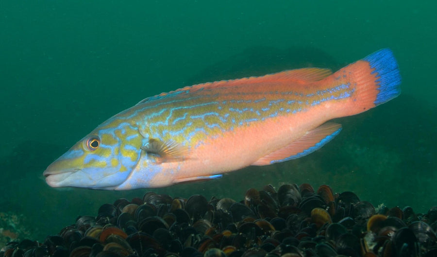 Slippery Dick Wrasse - Large
