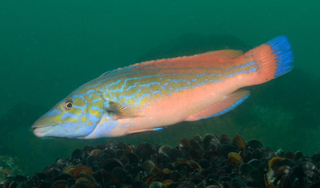 Slippery Dick Wrasse - Large product photo 1