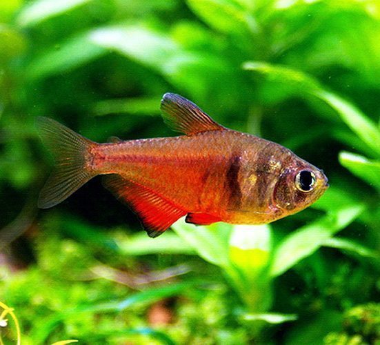 Von Rio Flame Tetra