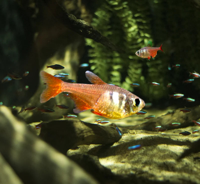 Von Rio Flame Tetra