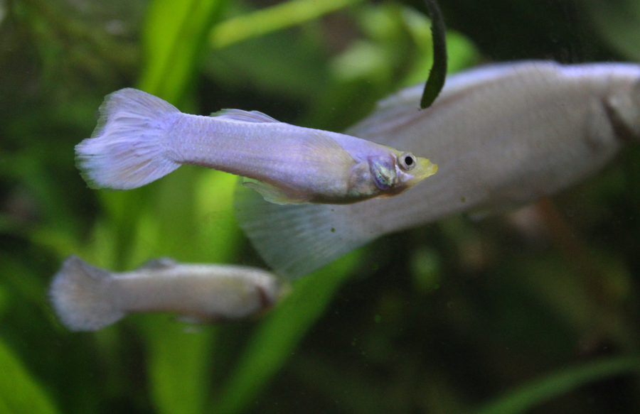 White Moscow Guppy Male
