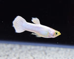 White Moscow Guppy Male