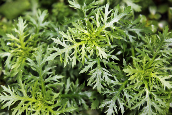 Wisteria Plant Bunched