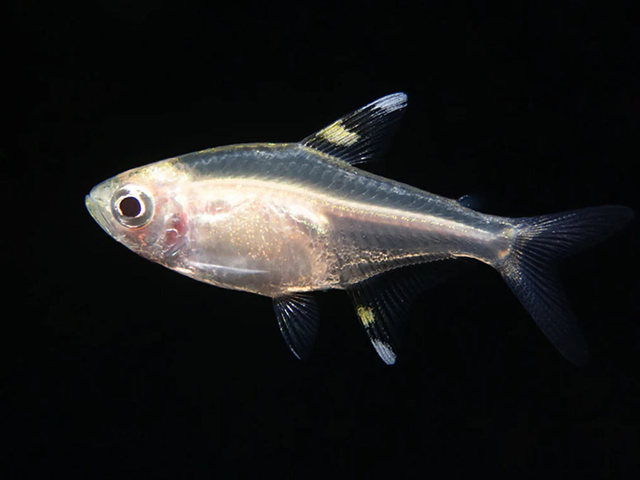 X-Ray Tetra