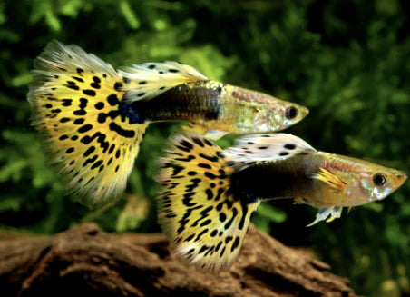 Yellow & Black Leopard Guppy Male
