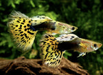 Yellow & Black Leopard Guppy Male