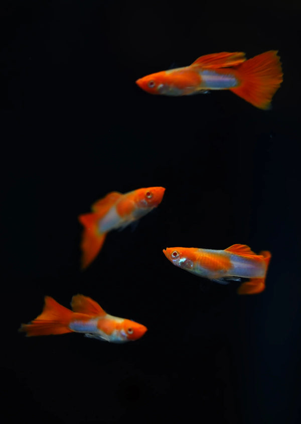 Albino Kohaku Guppy Male