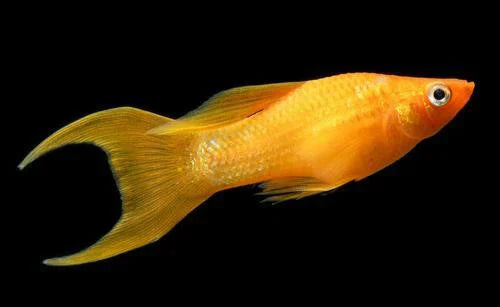 Tangerine Lyretail Molly