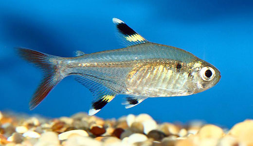 X-Ray Tetra