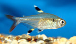 X-Ray Tetra