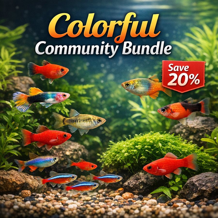 Colorful Community Fish Bundle