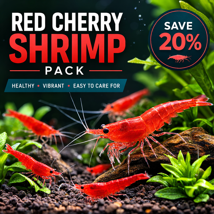 Red Cherry Shrimp Breeder Pack