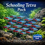 Neon Tetra School Pack