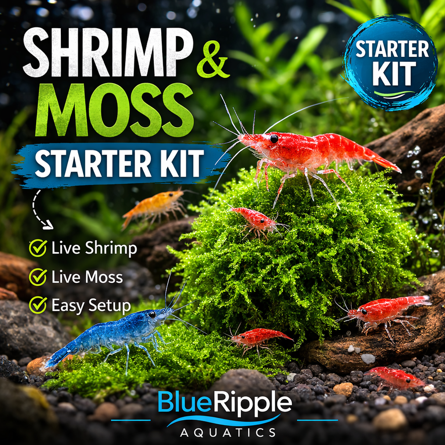 Shrimp and Moss Starter Bundle