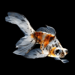 Calico Telescope Goldfish