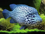 Cuban Cichlid