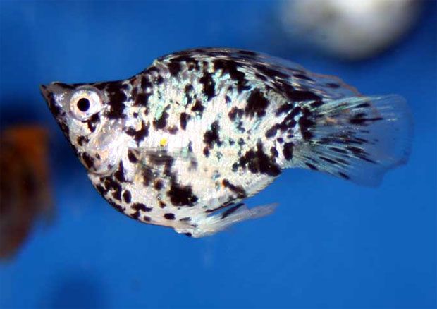 Dalmatian Balloon Molly