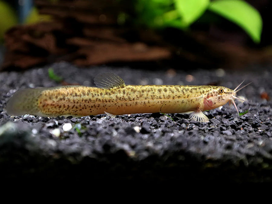 Dojo Loach