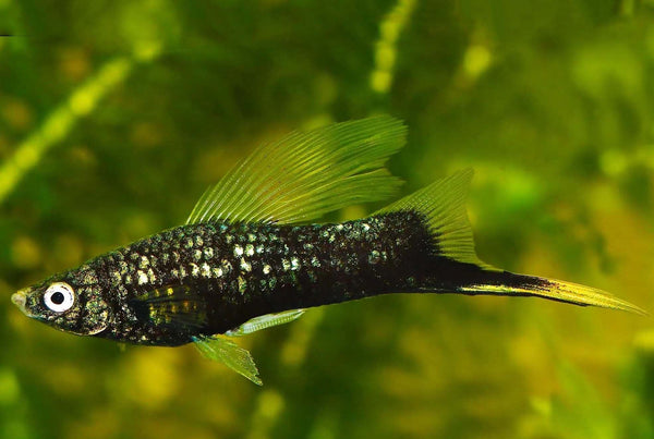 Black Highfin Swordtail