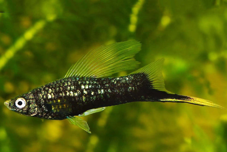 Black Highfin Swordtail