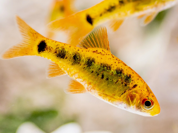 Gold Barb
