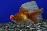 Chocolate Pom Pom Oranda Goldfish