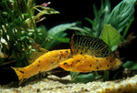 Gold Sailfin Molly