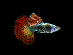Red Halfmoon Guppy Male