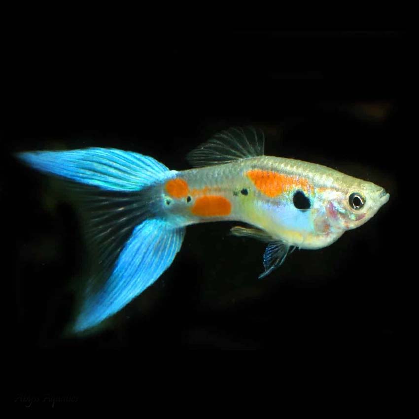 Lyretail Guppy Male