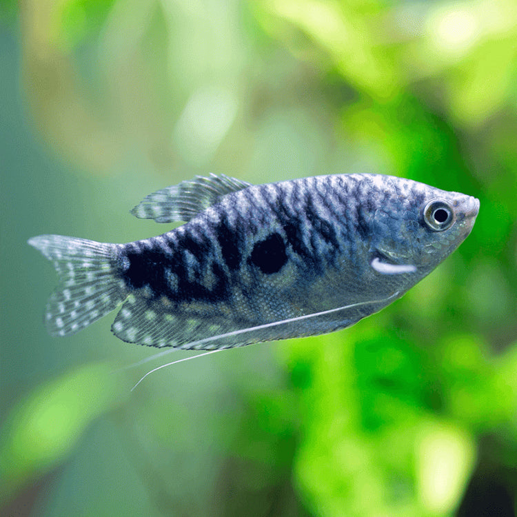 Opaline Gourami