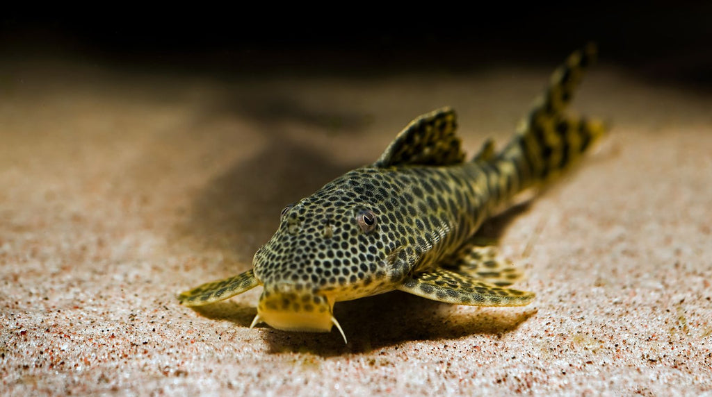 Plecostomus